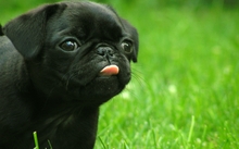 grass dogs puppies 2048x1536 wallpaper 